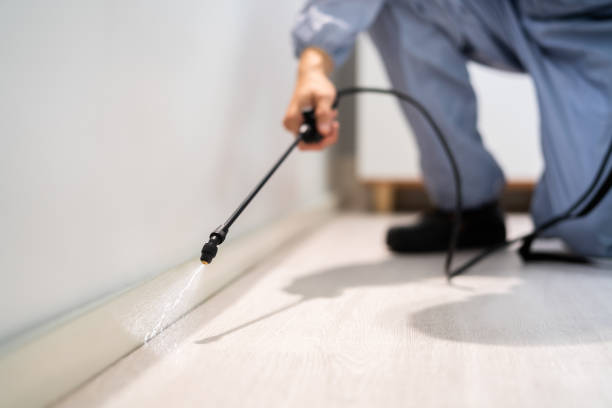 Best Wasp Removal Services  in Chestnut Ridge, NY