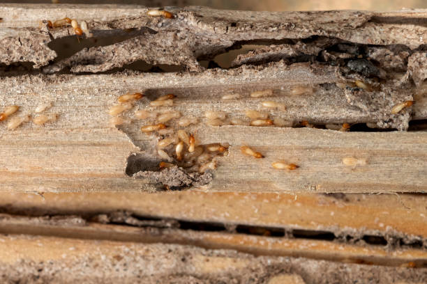 Best Pest Control Treatment  in Chestnut Ridge, NY