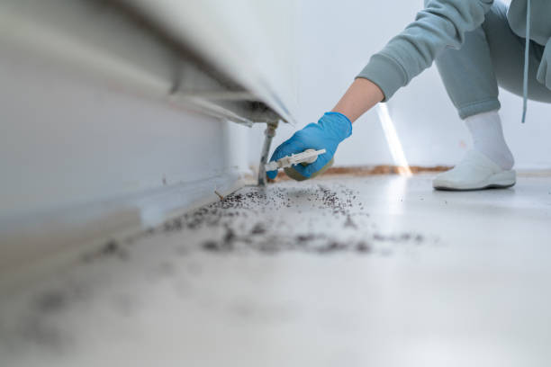 Best Local Pest Control Services  in Chestnut Ridge, NY